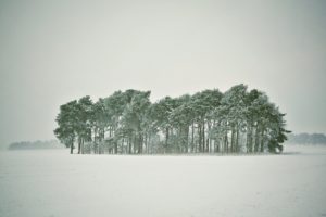 blizzard, Snow, Winter, Forest, Trees
