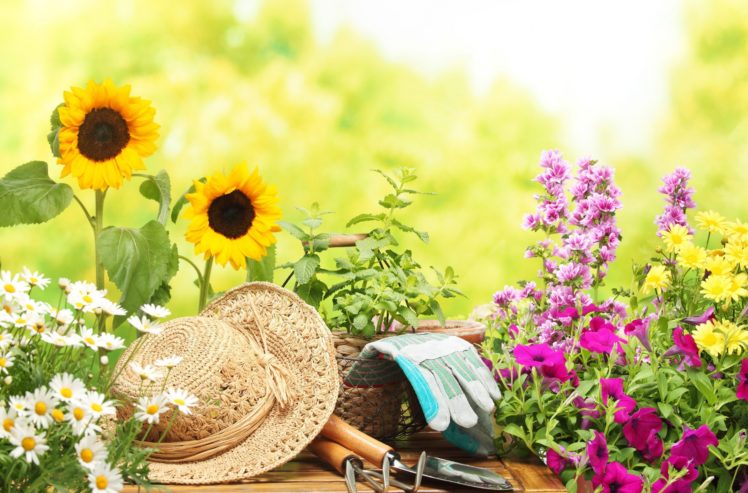 daisies, Mood, Flowers, Flower HD Wallpaper Desktop Background