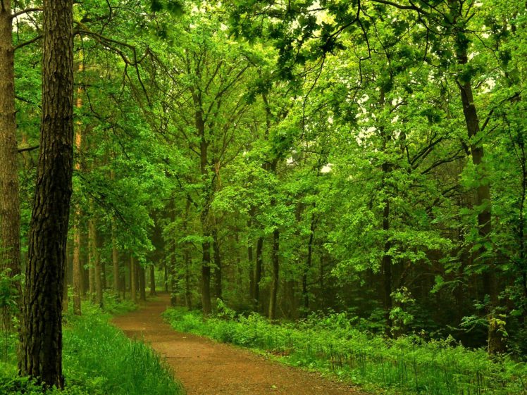 forest, Trees, Nature, Dorgu HD Wallpaper Desktop Background