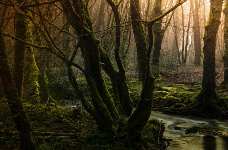 moss, Woods, Creek, Trees, Forest HD Wallpaper Desktop Background