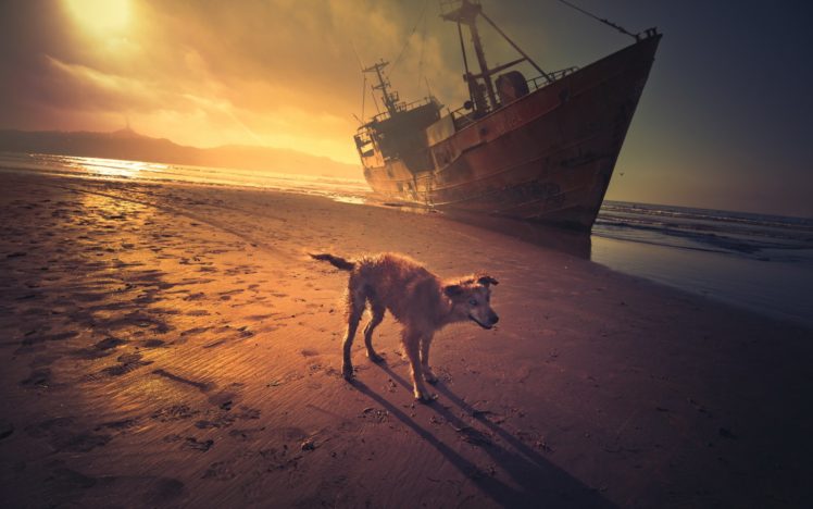 sunset, Sea, Dog, Ship HD Wallpaper Desktop Background