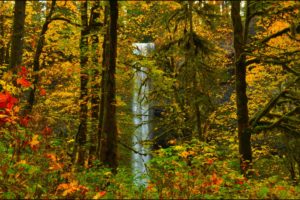 trees, Forest, Leaves, Waterfall, Autumn