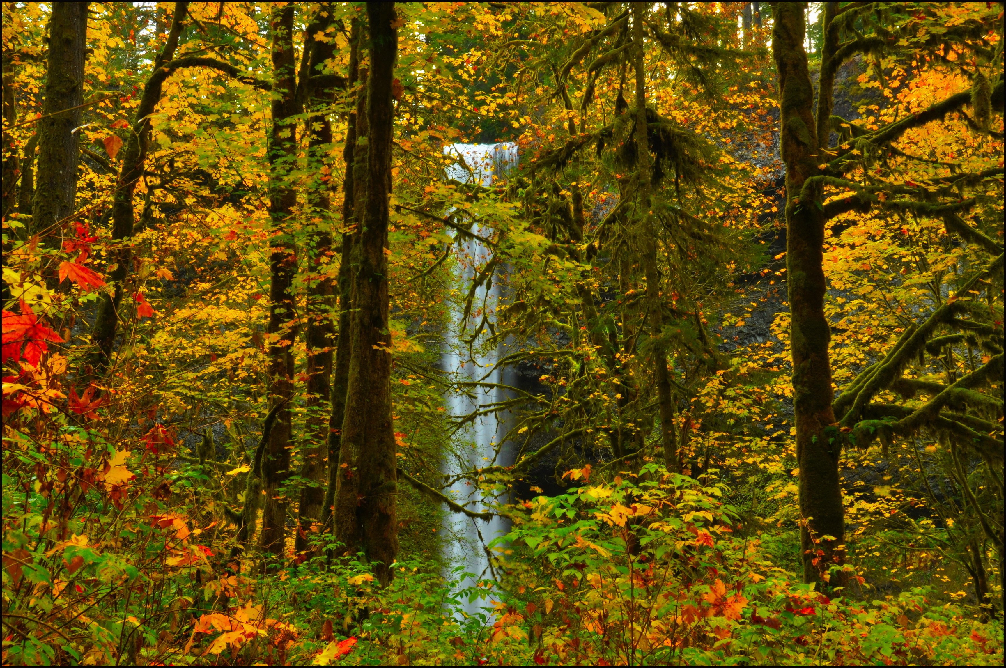 trees, Forest, Leaves, Waterfall, Autumn Wallpaper