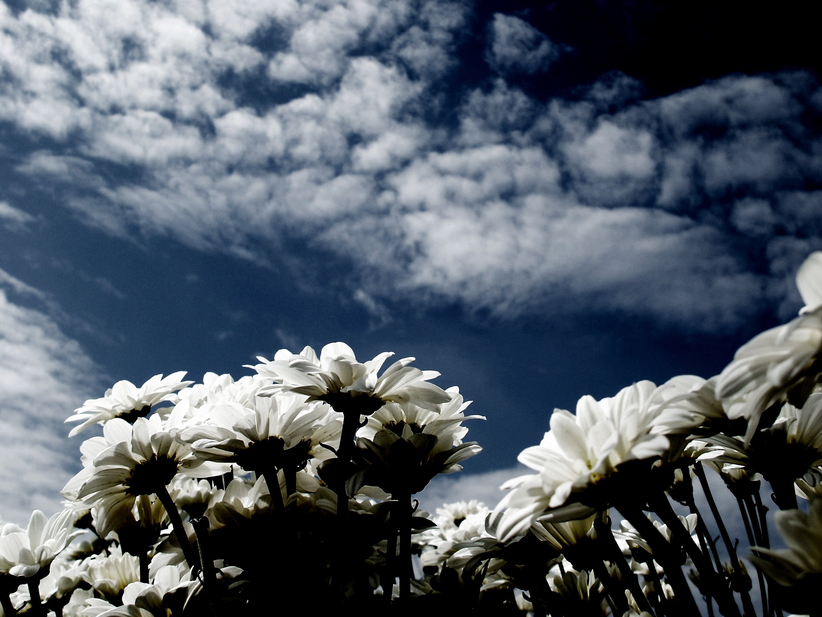 skyhighflower Wallpaper