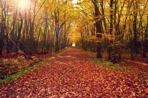 leaves, Nature, Landscapes, Leaves, Autumn, Fall, Path, Trail, Trees, Forest, Woods, Tunnel