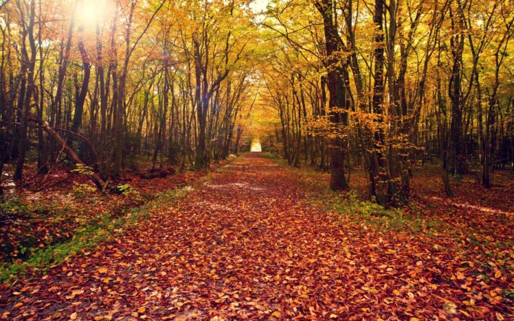 leaves, Nature, Landscapes, Leaves, Autumn, Fall, Path, Trail, Trees, Forest, Woods, Tunnel HD Wallpaper Desktop Background