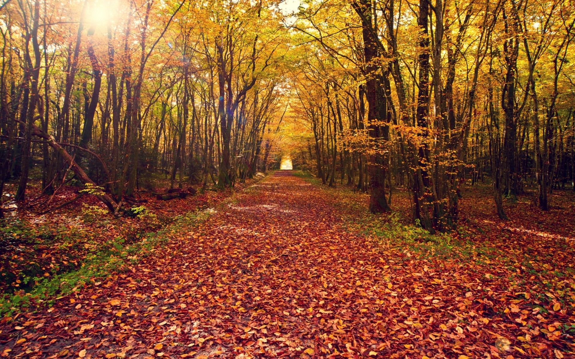 leaves, Nature, Landscapes, Leaves, Autumn, Fall, Path, Trail, Trees, Forest, Woods, Tunnel Wallpaper