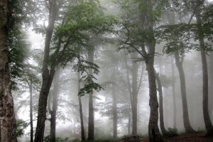 forest, Fog, Trees