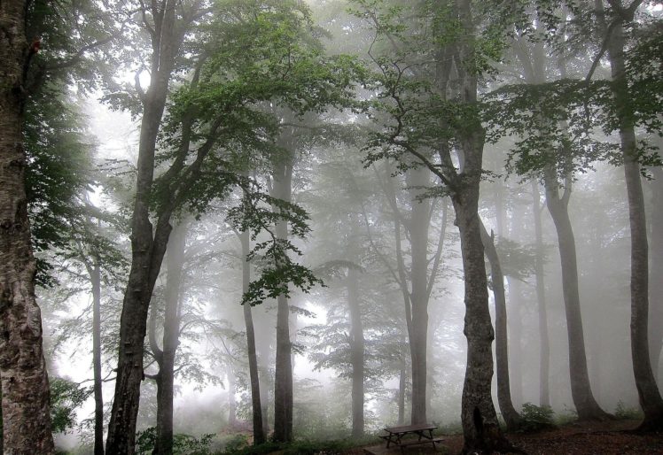 forest, Fog, Trees HD Wallpaper Desktop Background