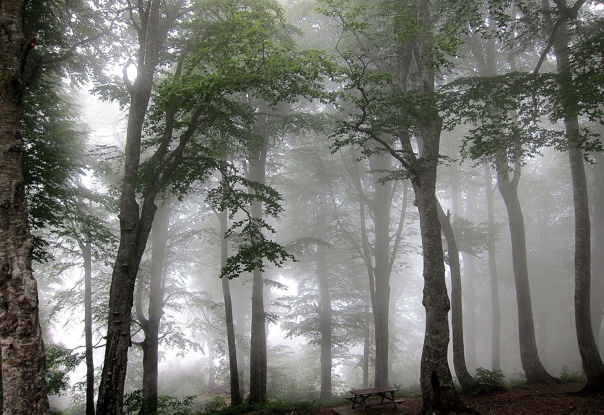 forest, Fog, Trees Wallpaper
