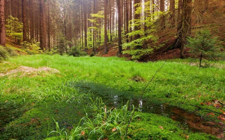 forest, Nature, Landscape HD Wallpaper Desktop Background