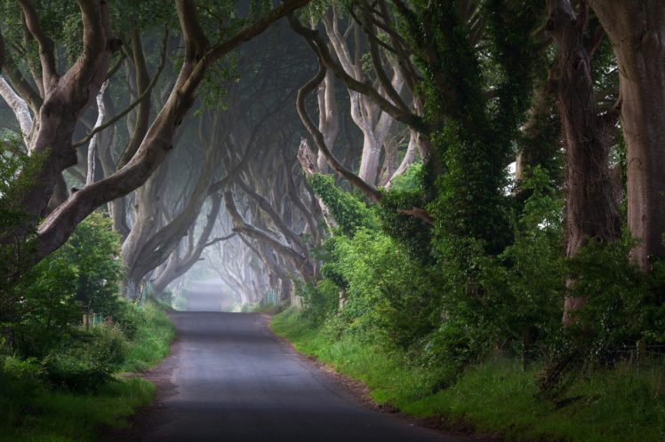 ireland, Road, Trees, Trunks, Mist, Morning, Nature HD Wallpaper Desktop Background