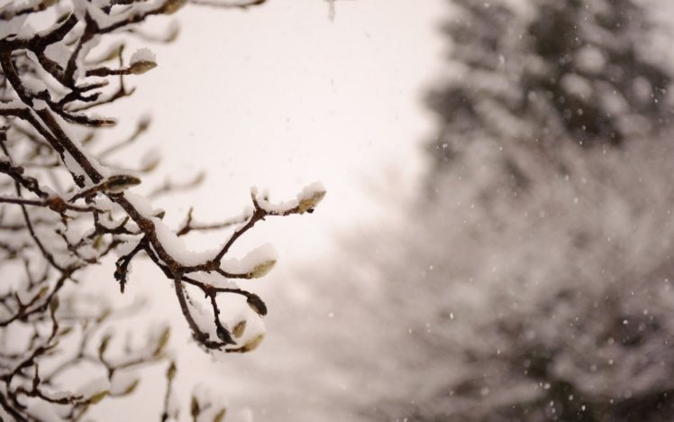 japan, Nature, Winter, Snow, Trees HD Wallpaper Desktop Background