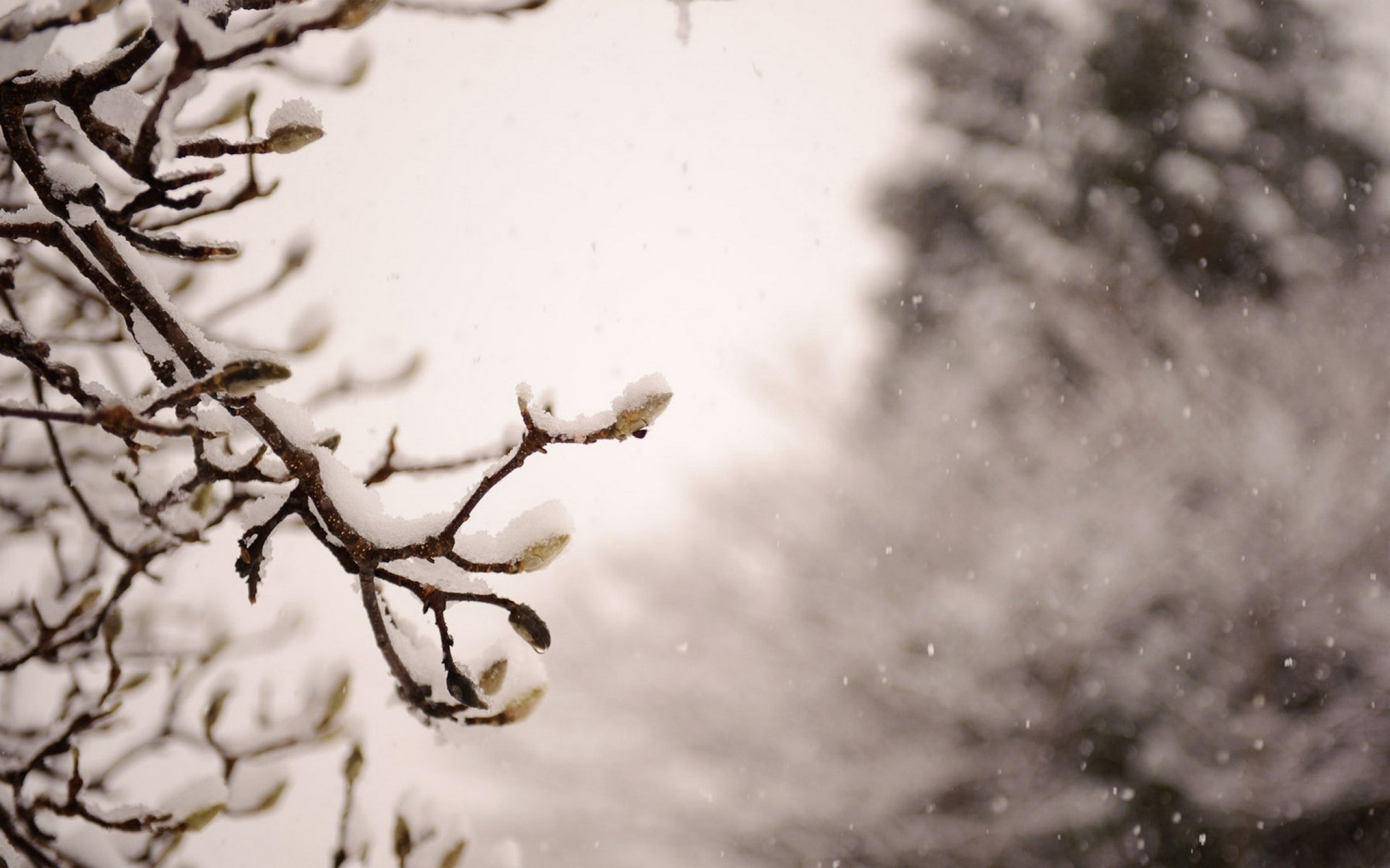 japan, Nature, Winter, Snow, Trees Wallpaper