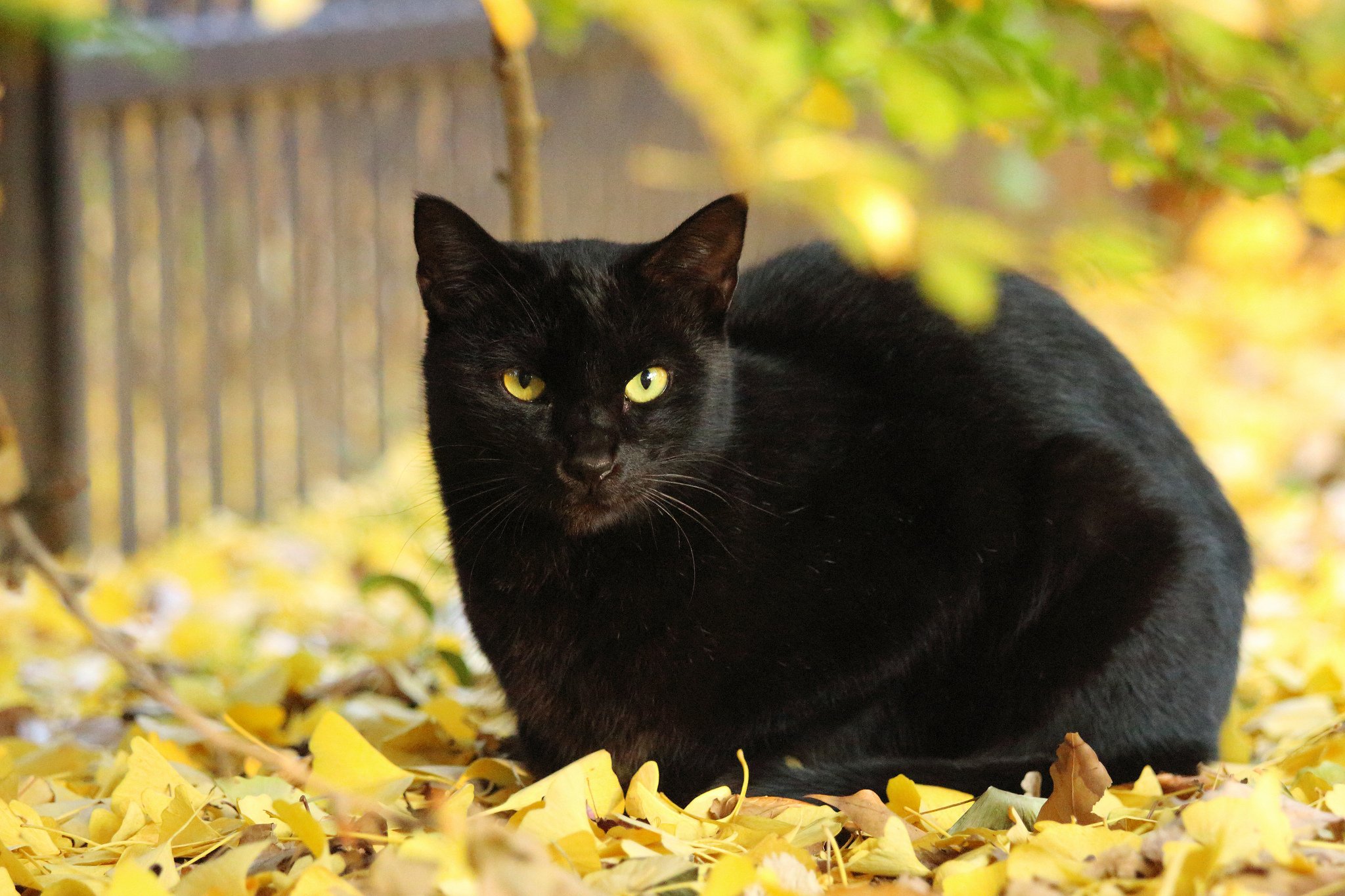 leaves, Yellow, Autumn, Cat, Black Wallpaper