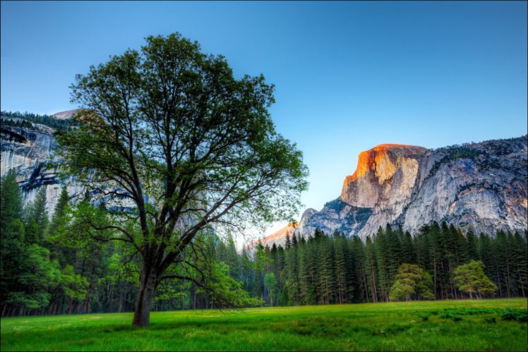 park, Usa, Yosemite, Tree, Trees, Mountains, Rocks, Grass HD Wallpaper Desktop Background