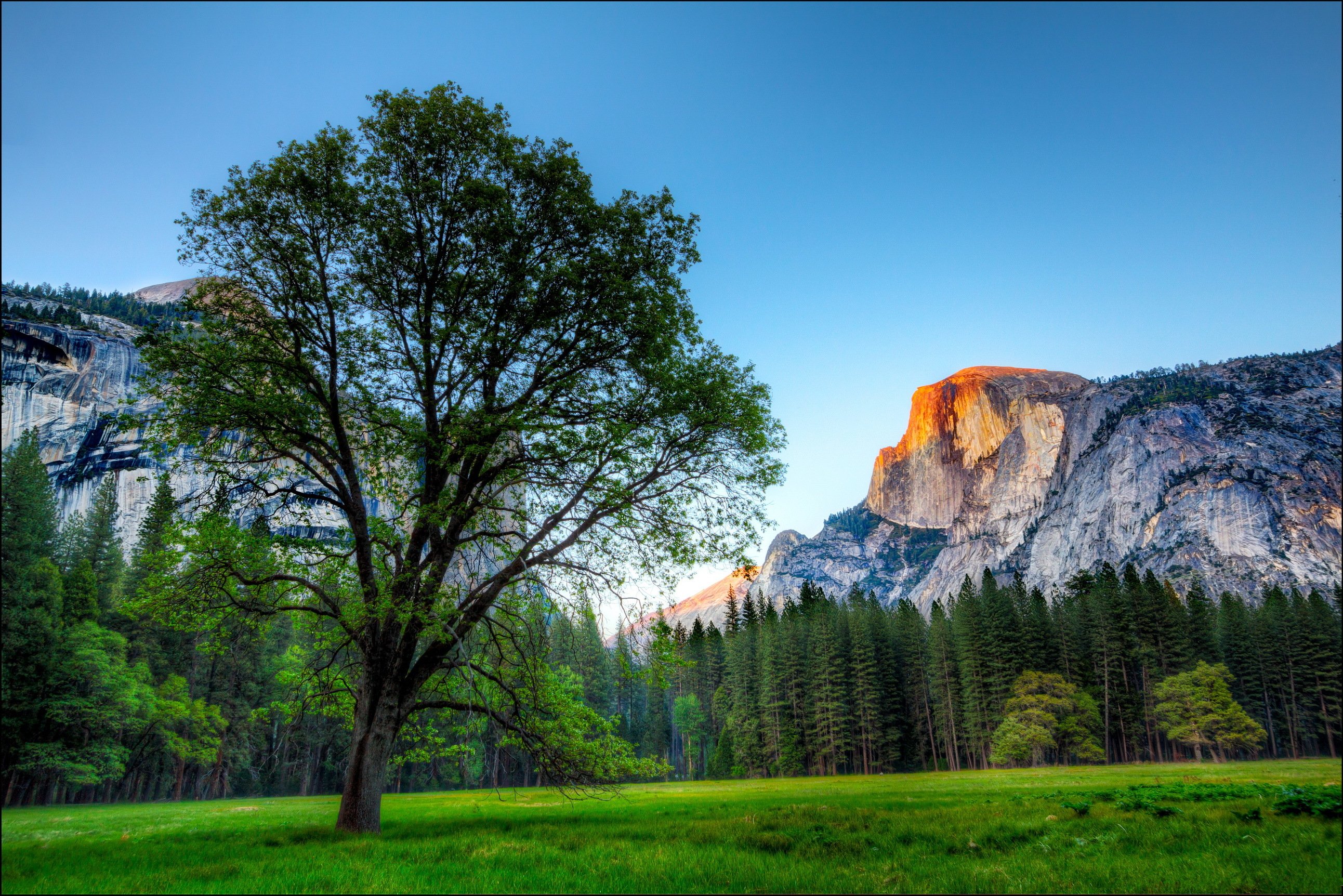 park, Usa, Yosemite, Tree, Trees, Mountains, Rocks, Grass Wallpaper