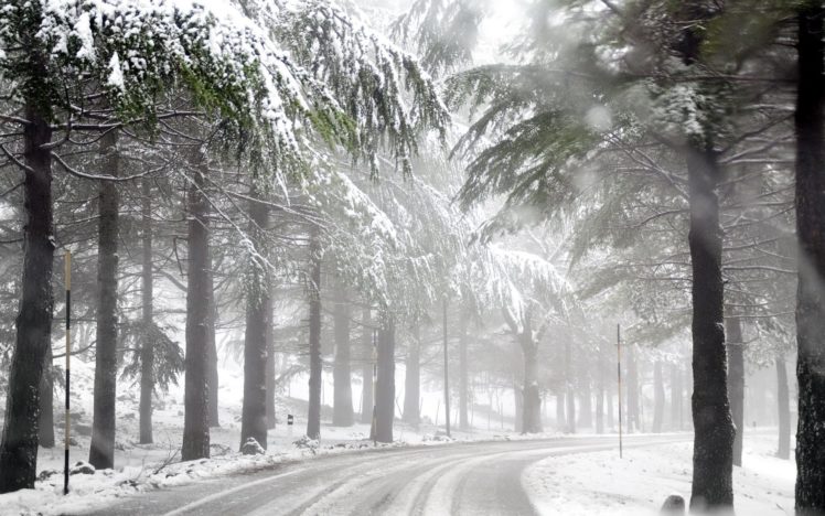 winter, Road, Forest, Mist HD Wallpaper Desktop Background