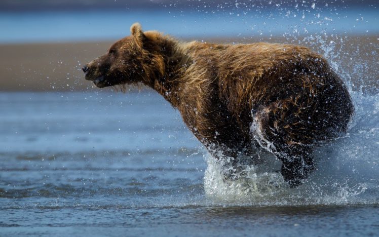 bear, Animal, Predator, Wildlife, Rivers, Drops, Splash, Spray HD Wallpaper Desktop Background
