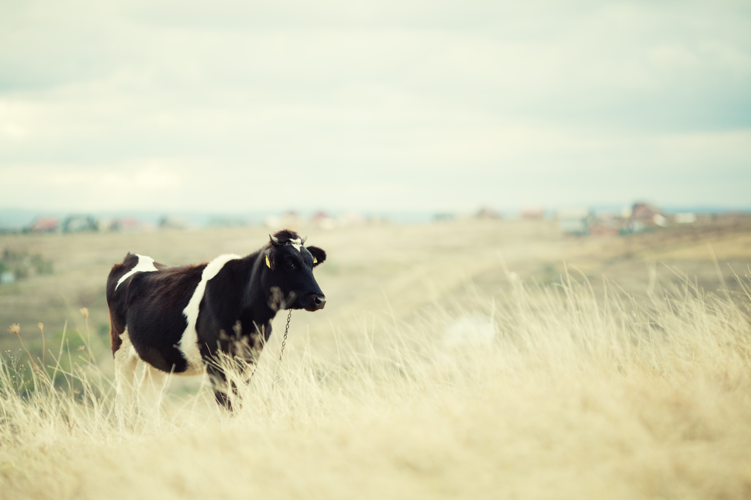 cow, On, A, Field Wallpaper