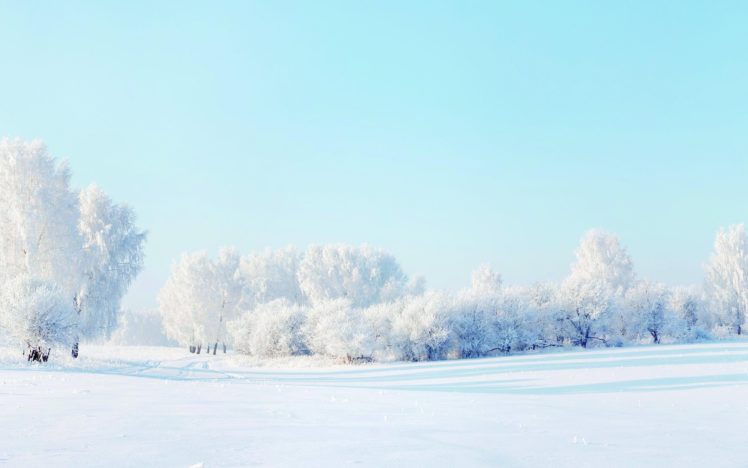 forest, Winter, Snow HD Wallpaper Desktop Background