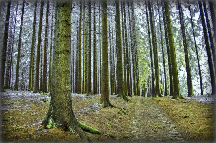 forest, Trees, Road, Nature HD Wallpaper Desktop Background