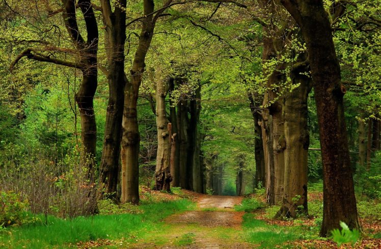 forest, Road, Trees, Nature HD Wallpaper Desktop Background