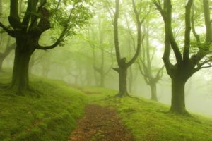 road, Fog, Trees, Landscape