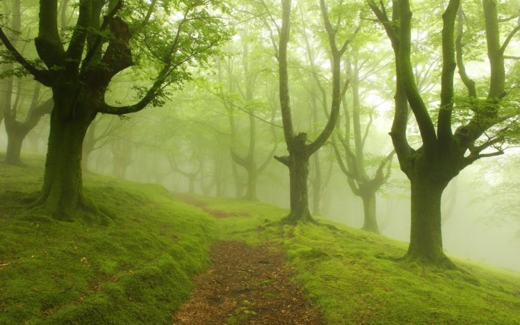 road, Fog, Trees, Landscape HD Wallpaper Desktop Background