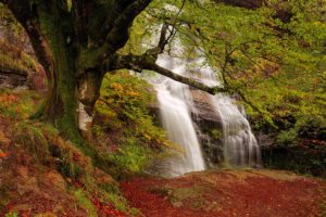 rocks, Fall, Waterfall, Stream, Forest, Autumn