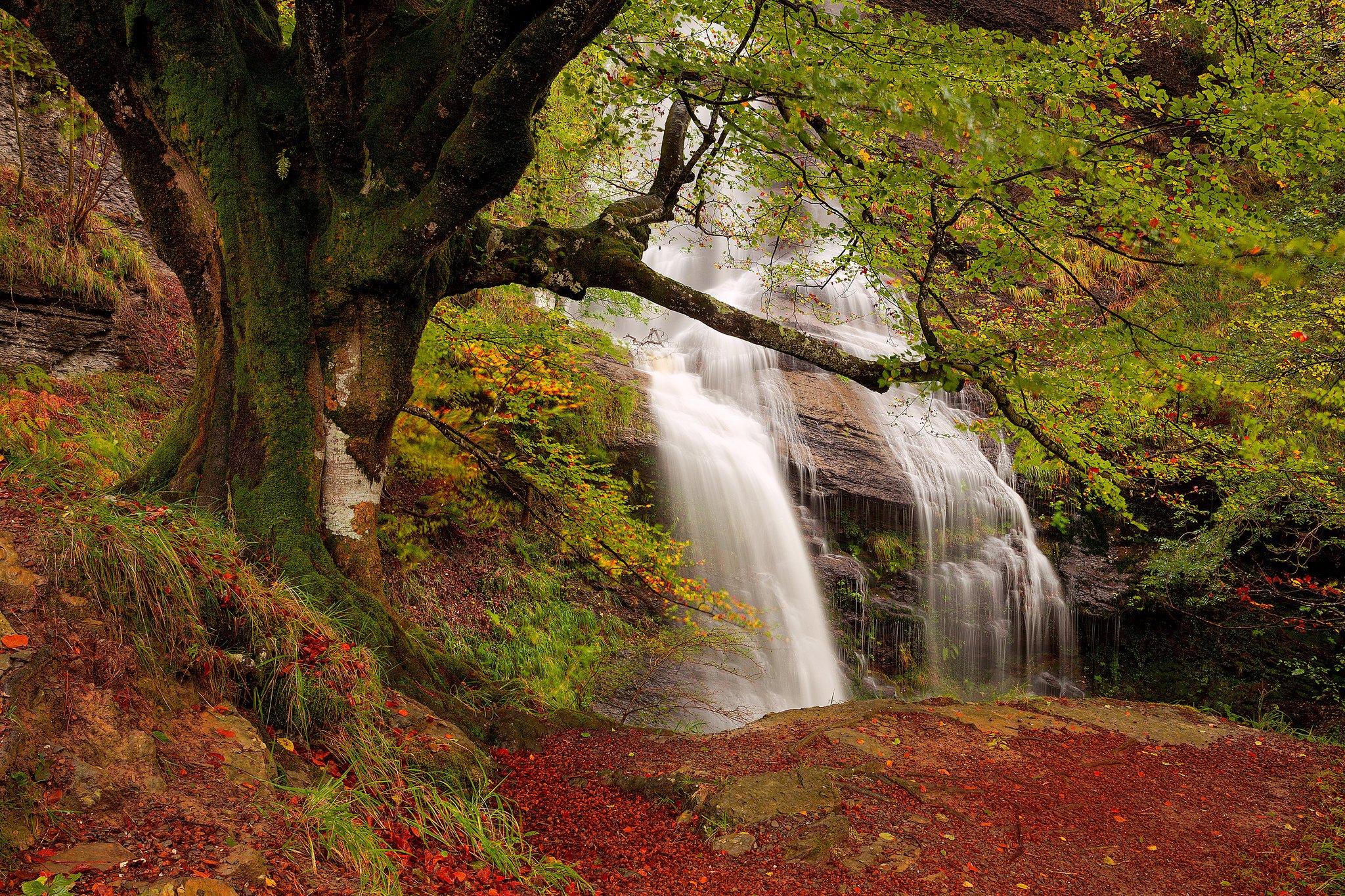 rocks, Fall, Waterfall, Stream, Forest, Autumn Wallpaper