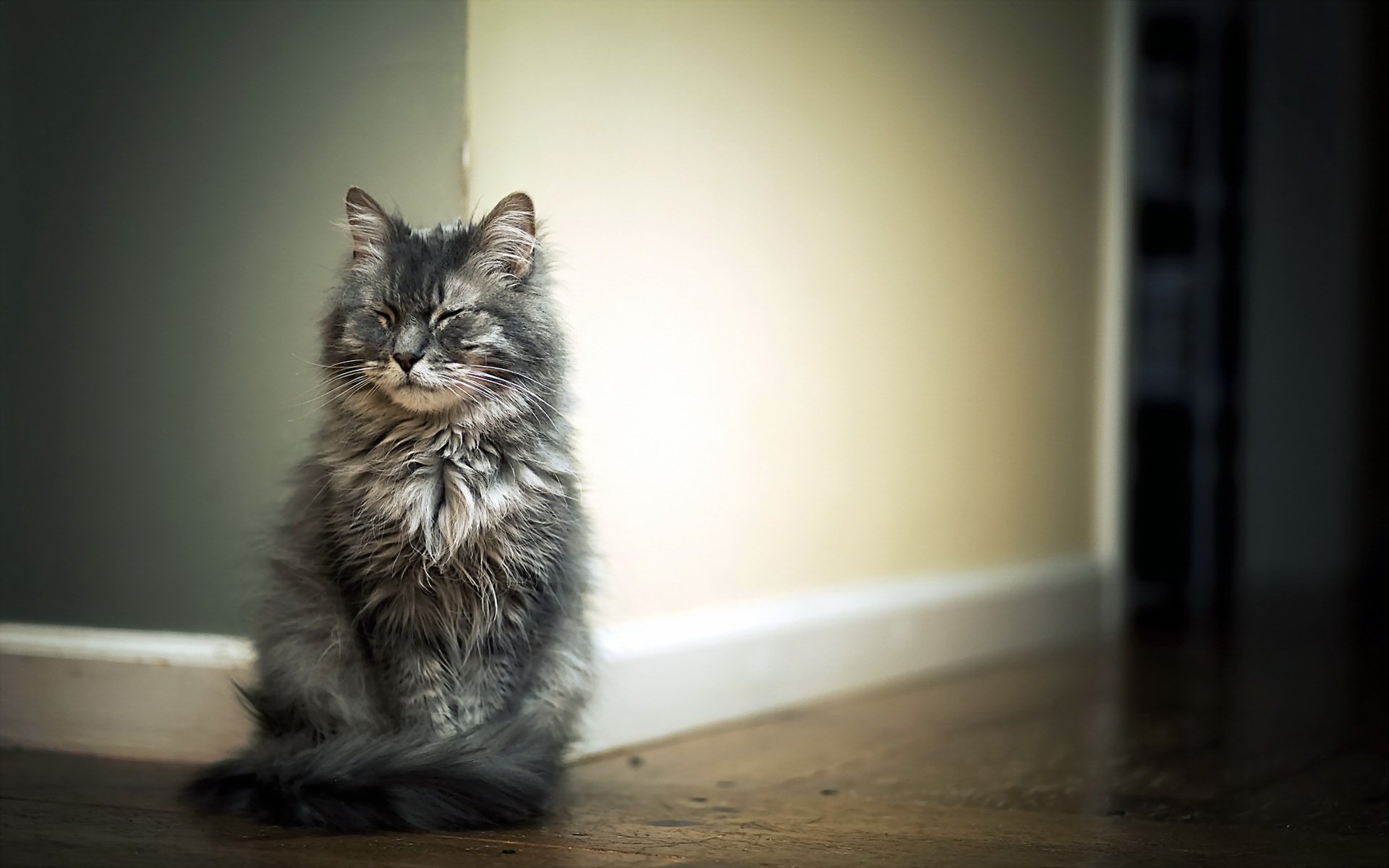 cat Wallpaper