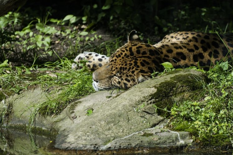 jaguar, Wild, Cat, Predator, Sleep, Rest, Thickets HD Wallpaper Desktop Background