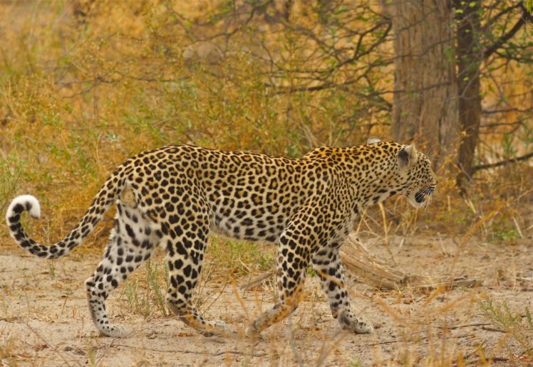 leopard, Wild, Cat, Predator, Spot, Walk, Africa HD Wallpaper Desktop Background