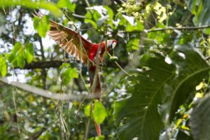 parrot, Bird, Colorful, Color, Branch, Wings, Macaw