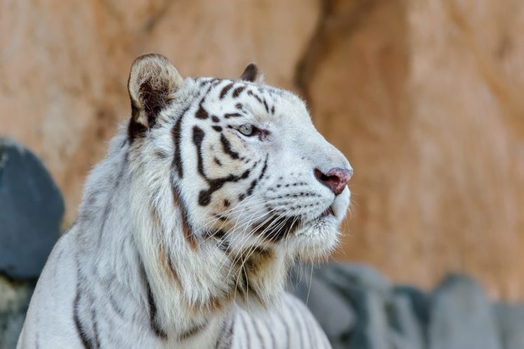 tiger, Wild, Cat, Predator, Face, Profile HD Wallpaper Desktop Background