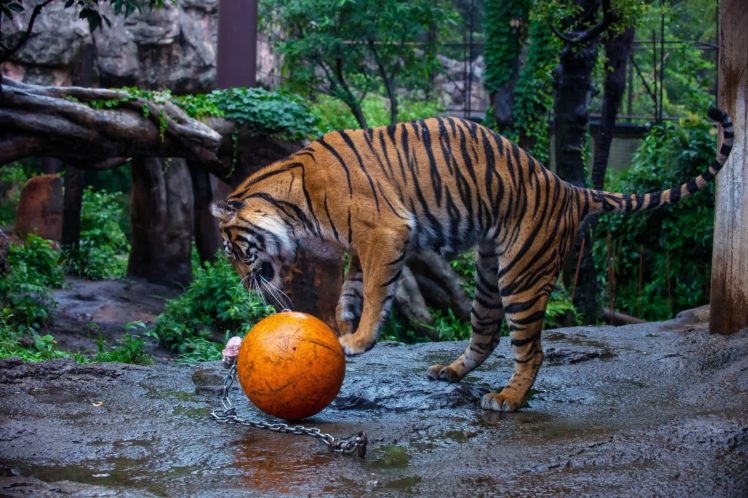 tiger, Wild, Cat, Predator, Stripes, Game HD Wallpaper Desktop Background