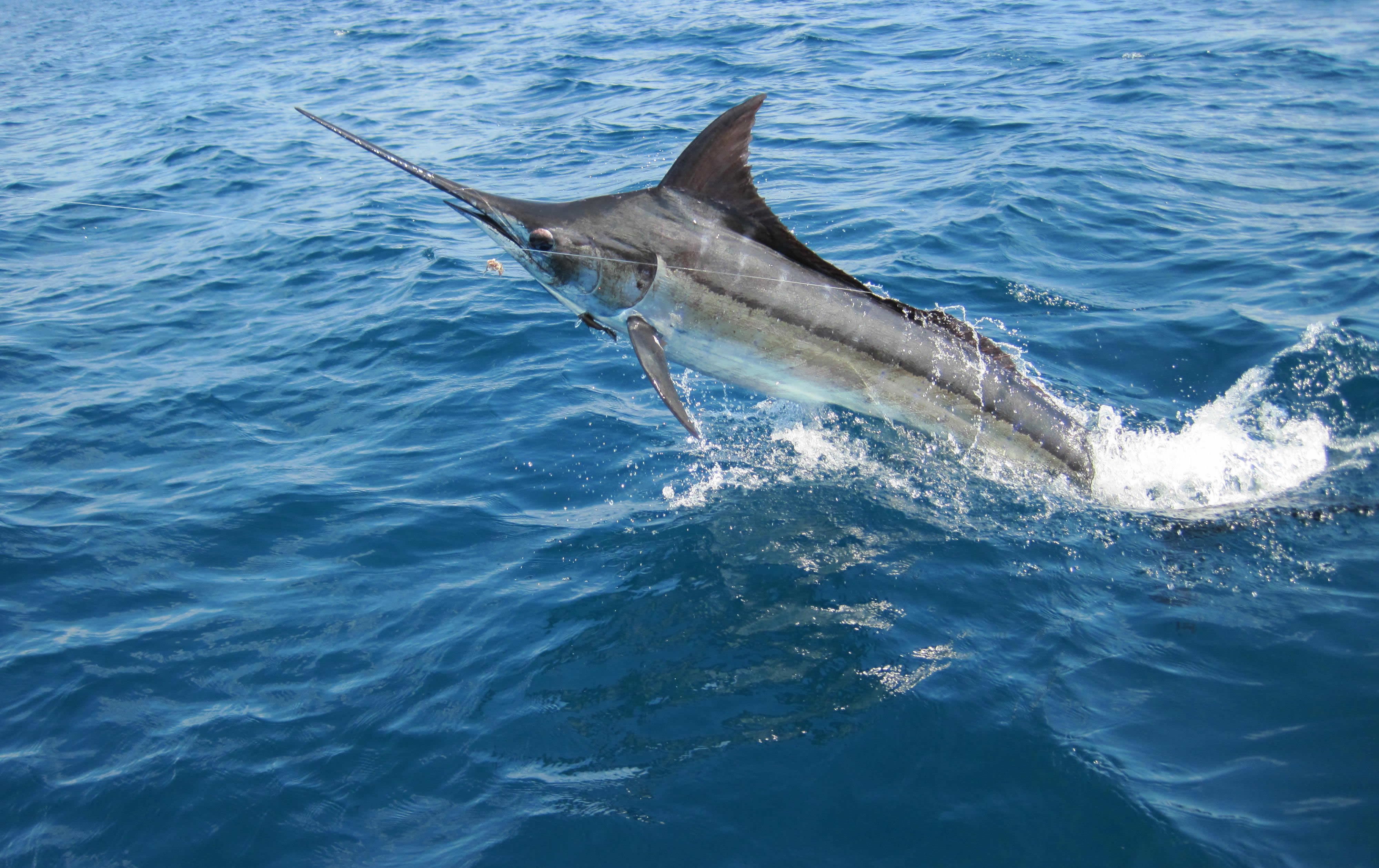 fishing, Fish, Sport, Water Wallpaper