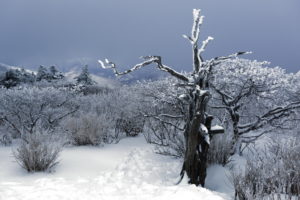 snow, Winter, Trees, Plants, Bush, Sky, Desert, Nature, Landscapes, Mountains
