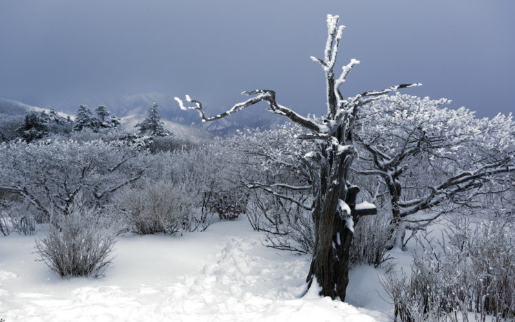 snow, Winter, Trees, Plants, Bush, Sky, Desert, Nature, Landscapes, Mountains HD Wallpaper Desktop Background