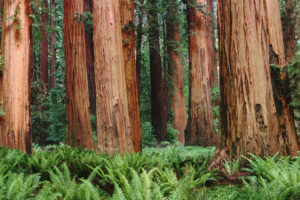 redwoodss