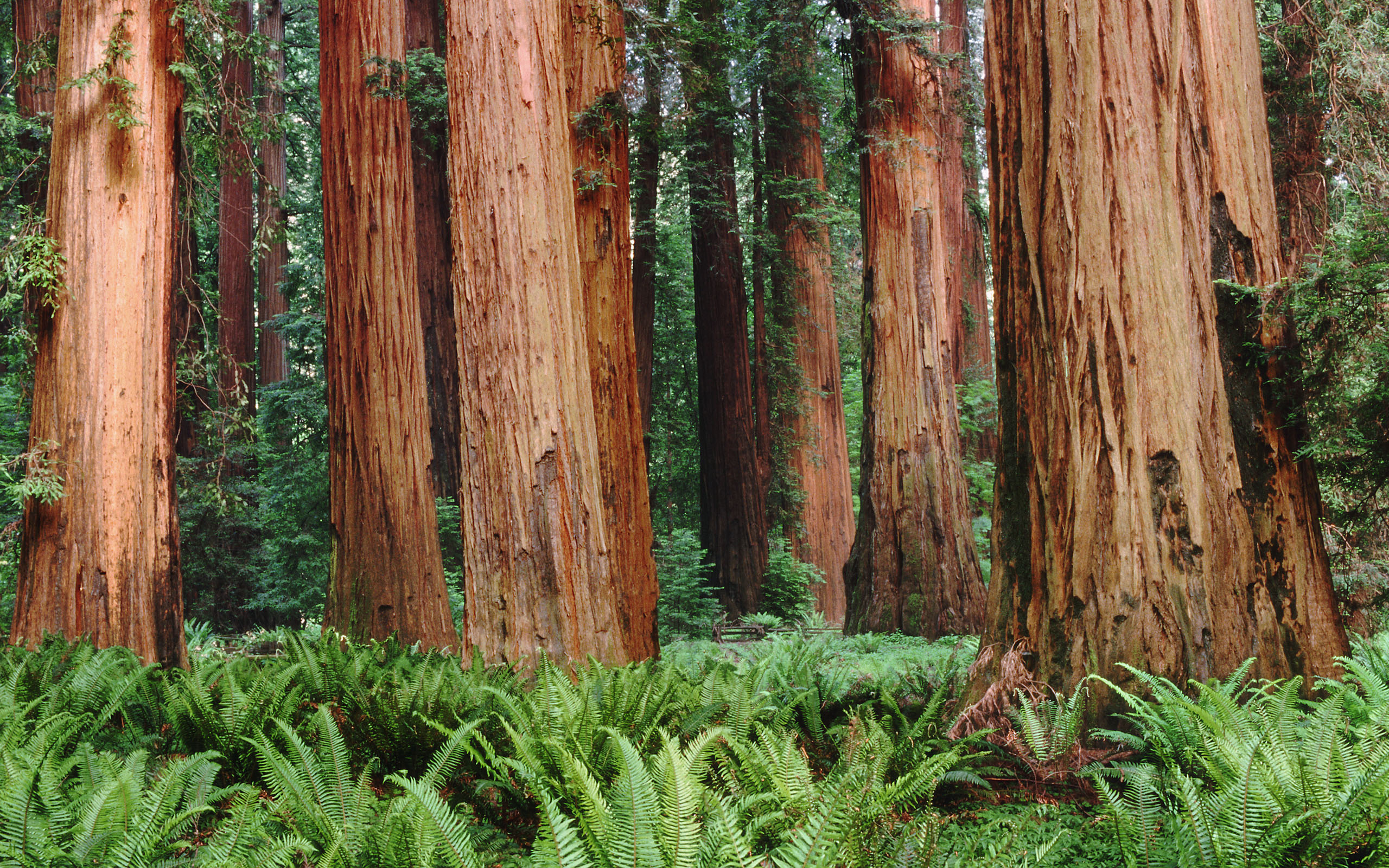 redwoodss Wallpaper