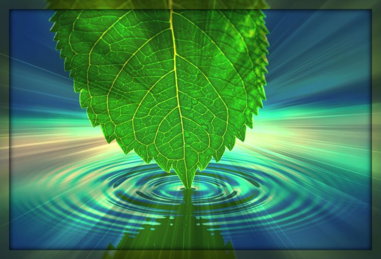 leaf, Leaves, Water, Ripple, Focal HD Wallpaper Desktop Background