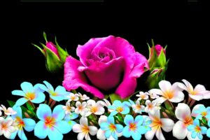 pink, Roses, Plumeria, Bokeh