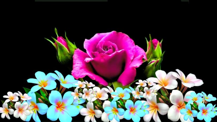pink, Roses, Plumeria, Bokeh HD Wallpaper Desktop Background