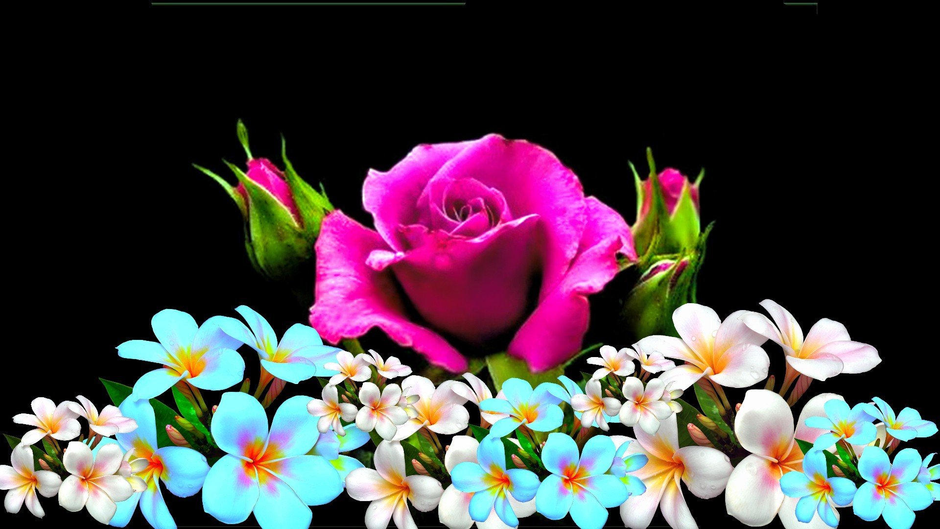 pink, Roses, Plumeria, Bokeh Wallpaper