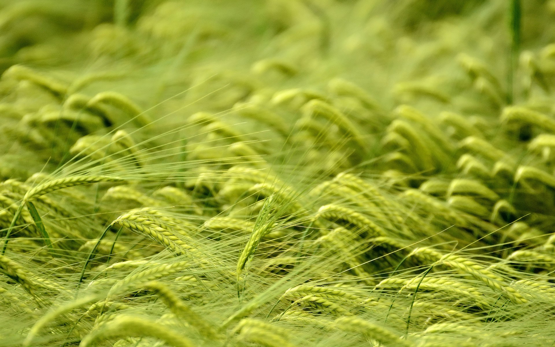 grass Wallpaper