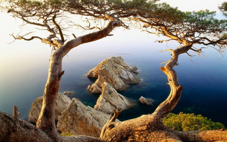 trees, Near, To, Cliffs, Ocean HD Wallpaper Desktop Background