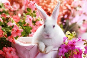 buuny, Rabbit, Easter, Flowers