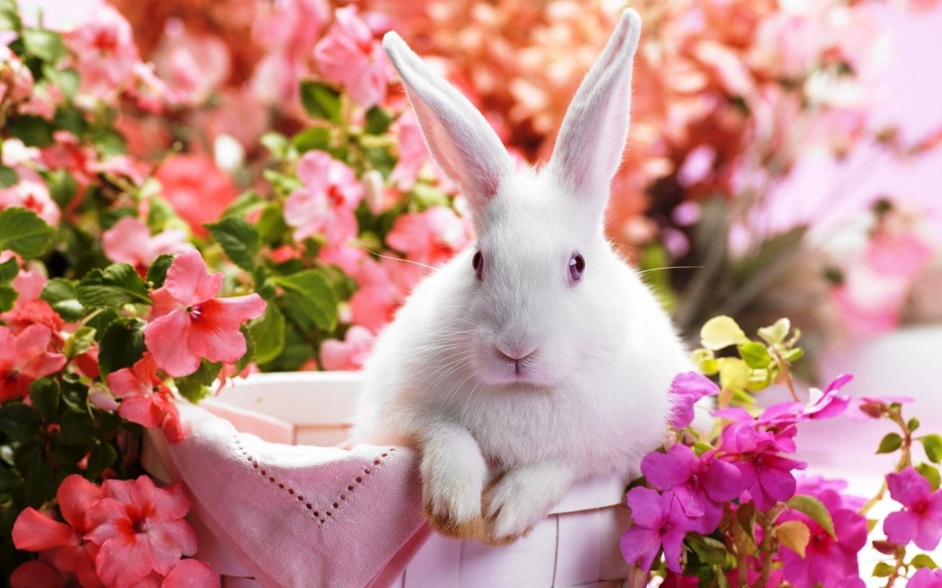 buuny, Rabbit, Easter, Flowers Wallpaper